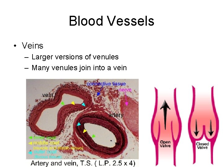 Blood Vessels • Veins – Larger versions of venules – Many venules join into