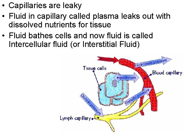  • Capillaries are leaky • Fluid in capillary called plasma leaks out with