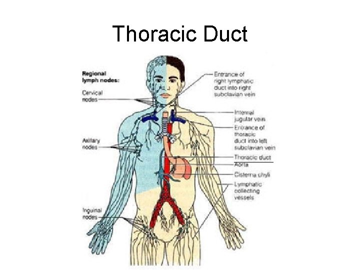 Thoracic Duct 