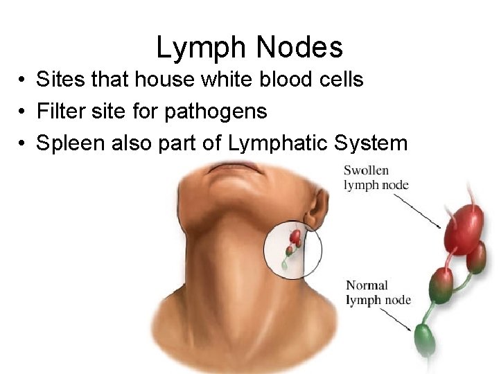 Lymph Nodes • Sites that house white blood cells • Filter site for pathogens