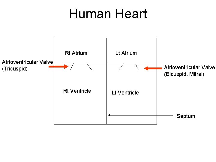 Human Heart Rt Atrium Lt Atrium Atrioventricular Valve (Tricuspid) Atrioventricular Valve (Bicuspid, Mitral) Rt