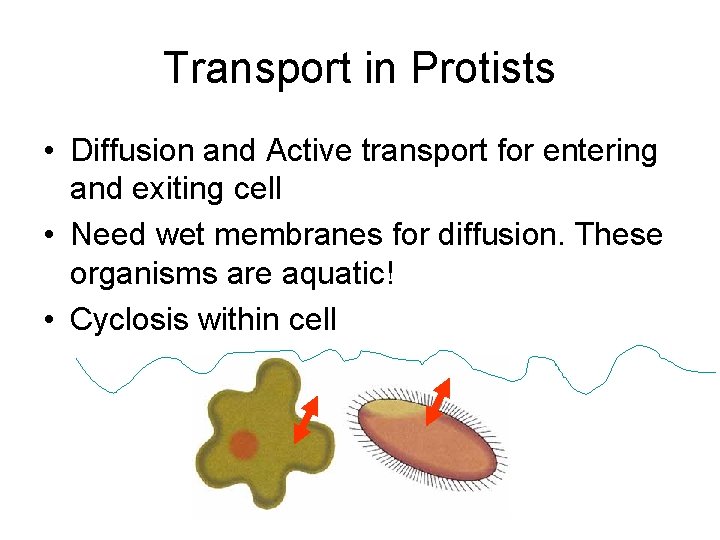 Transport in Protists • Diffusion and Active transport for entering and exiting cell •