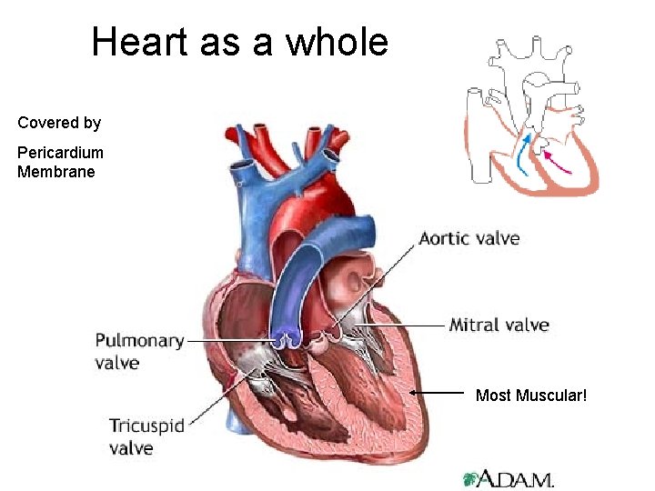 Heart as a whole Covered by Pericardium Membrane Most Muscular! 