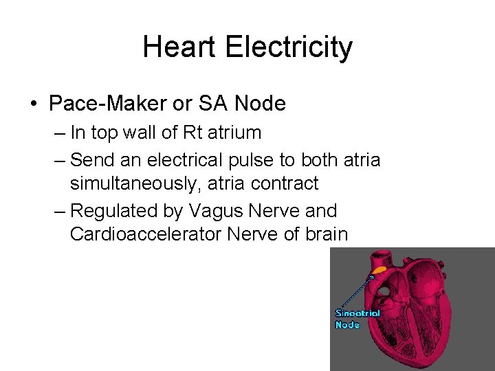 Heart Electricity • Pace-Maker or SA Node – In top wall of Rt atrium