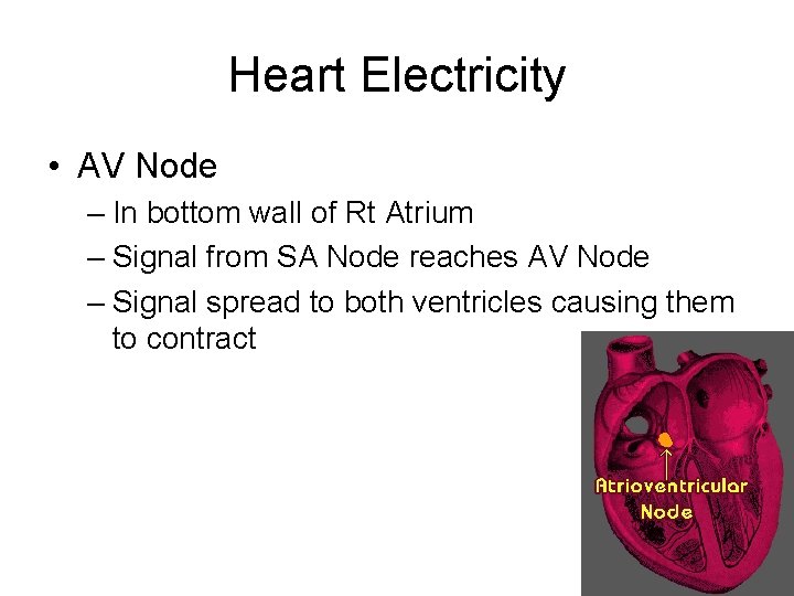 Heart Electricity • AV Node – In bottom wall of Rt Atrium – Signal