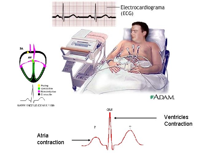Ventricles Contraction Atria contraction 