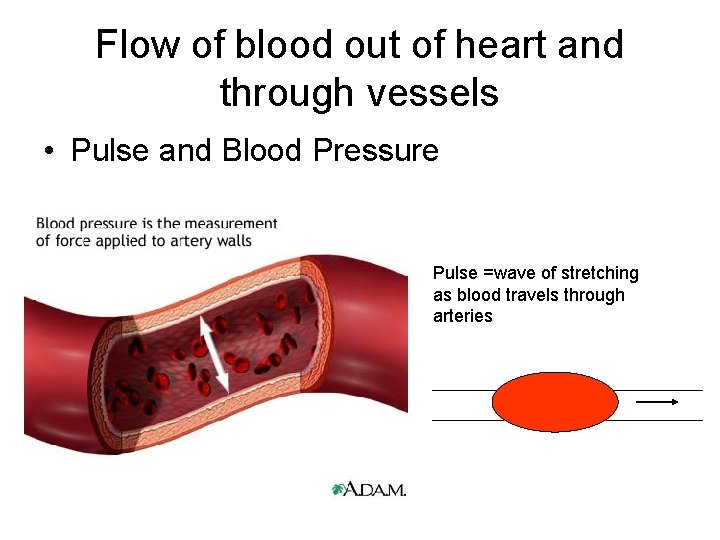 Flow of blood out of heart and through vessels • Pulse and Blood Pressure
