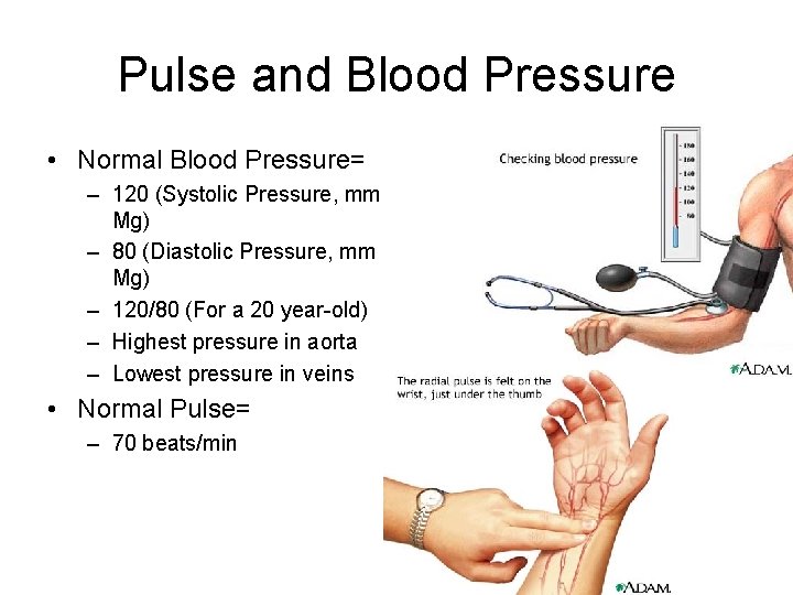 Pulse and Blood Pressure • Normal Blood Pressure= – 120 (Systolic Pressure, mm Mg)