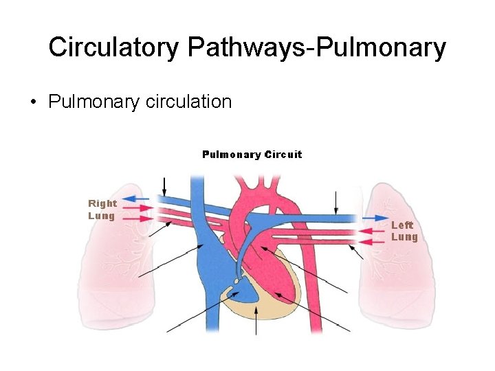 Circulatory Pathways-Pulmonary • Pulmonary circulation 