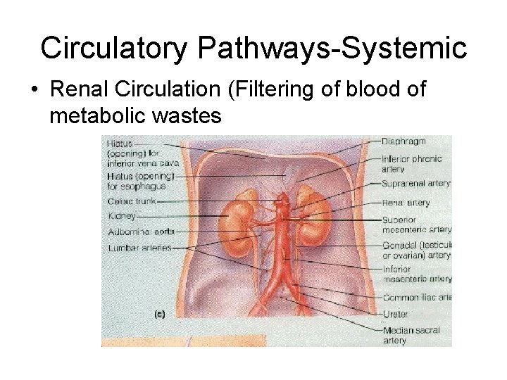 Circulatory Pathways-Systemic • Renal Circulation (Filtering of blood of metabolic wastes 