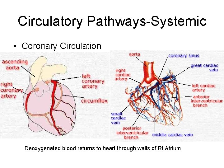 Circulatory Pathways-Systemic • Coronary Circulation Deoxygenated blood returns to heart through walls of Rt