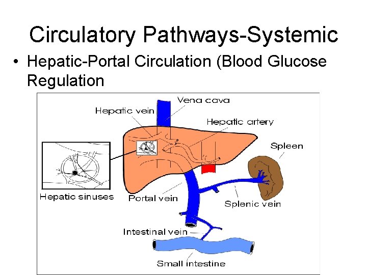 Circulatory Pathways-Systemic • Hepatic-Portal Circulation (Blood Glucose Regulation 