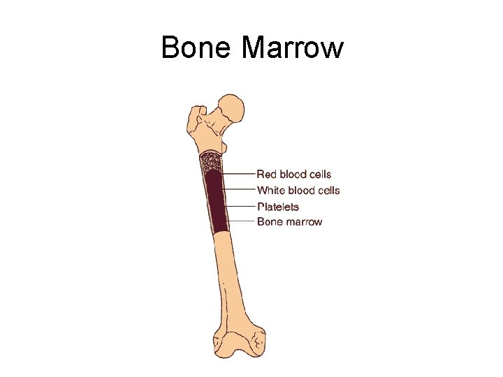 Bone Marrow 