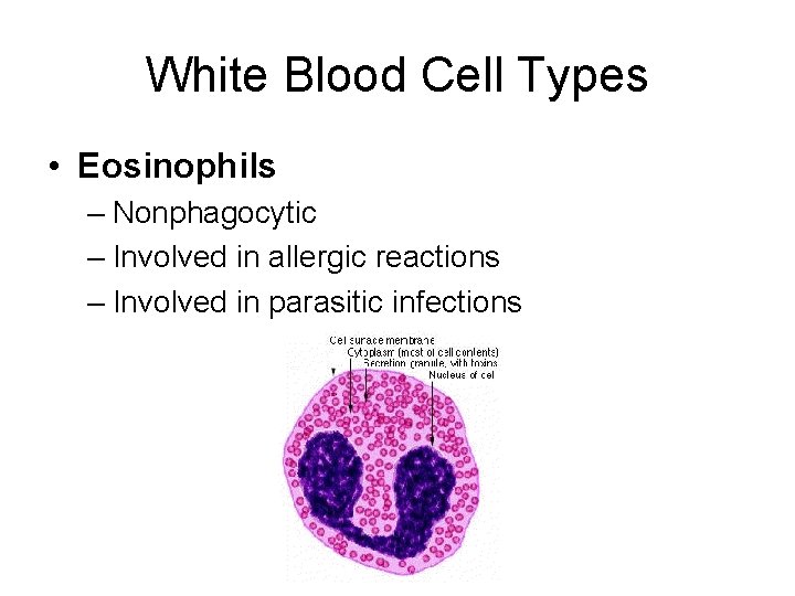 White Blood Cell Types • Eosinophils – Nonphagocytic – Involved in allergic reactions –