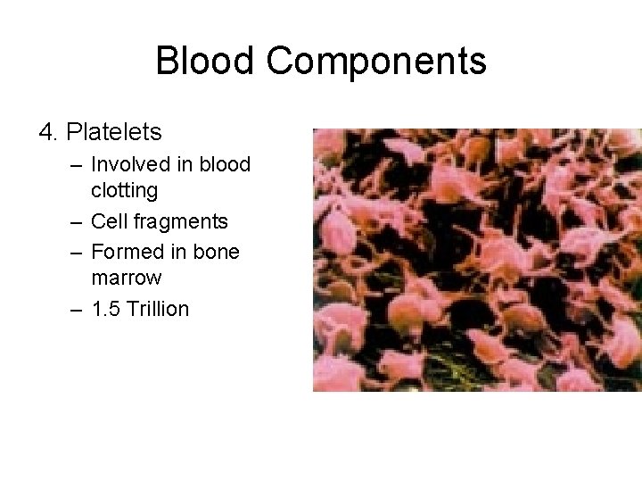 Blood Components 4. Platelets – Involved in blood clotting – Cell fragments – Formed