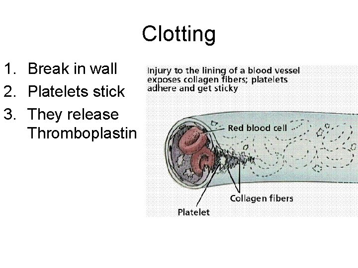 Clotting 1. Break in wall 2. Platelets stick 3. They release Thromboplastin 