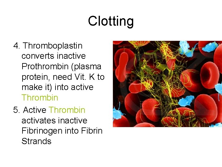 Clotting 4. Thromboplastin converts inactive Prothrombin (plasma protein, need Vit. K to make it)