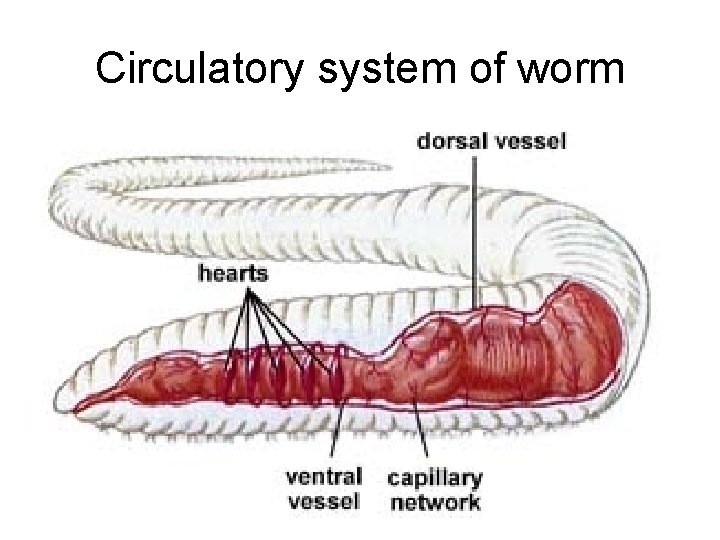 Circulatory system of worm 