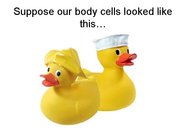 Suppose our body cells looked like this… 