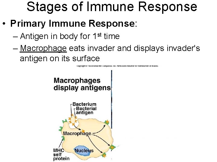 Stages of Immune Response • Primary Immune Response: – Antigen in body for 1