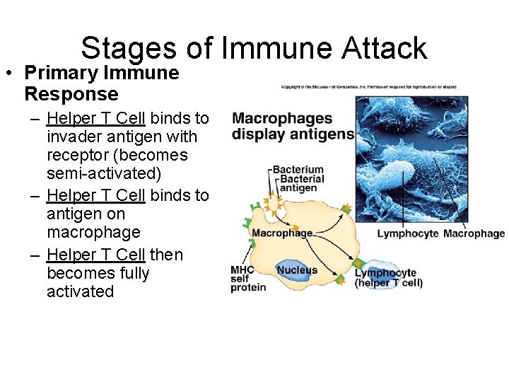 Stages of Immune Attack • Primary Immune Response – Helper T Cell binds to