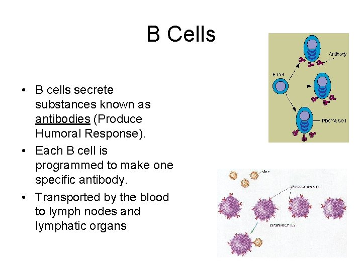 B Cells • B cells secrete substances known as antibodies (Produce Humoral Response). •