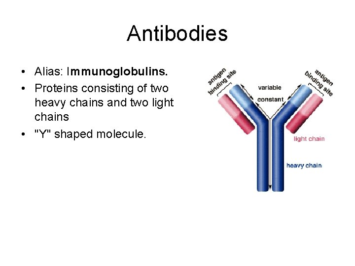 Antibodies • Alias: Immunoglobulins. • Proteins consisting of two heavy chains and two light