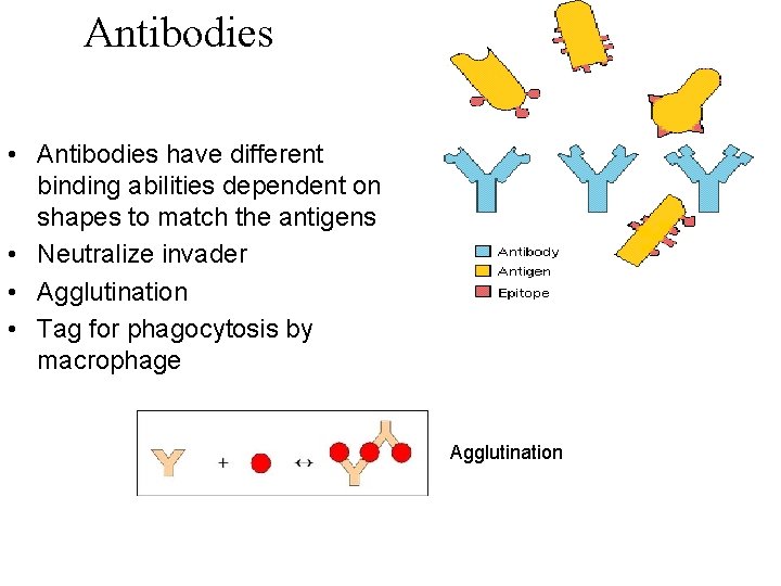 Antibodies • Antibodies have different binding abilities dependent on shapes to match the antigens