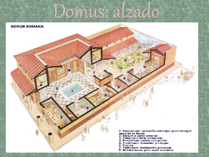 Domus: alzado 
