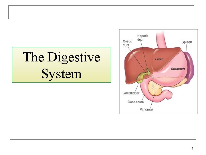 The Digestive System 1 