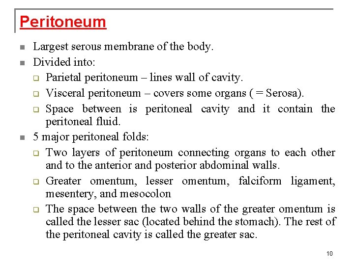 Peritoneum n n n Largest serous membrane of the body. Divided into: q Parietal
