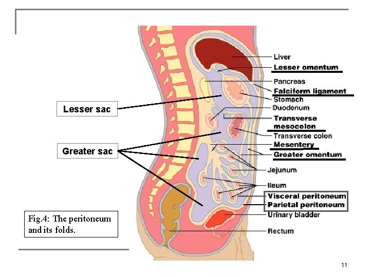Lesser sac Greater sac Fig. 4: The peritoneum and its folds. 11 
