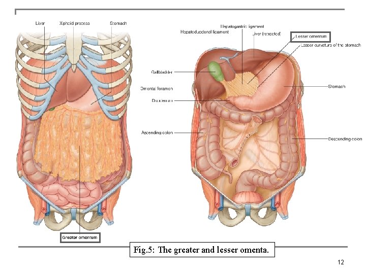 Fig. 5: The greater and lesser omenta. 12 