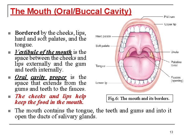 The Mouth (Oral/Buccal Cavity) n n n Bordered by the cheeks, lips, hard and