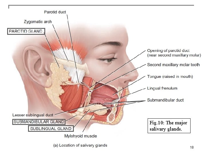 Fig. 10: The major salivary glands. 18 