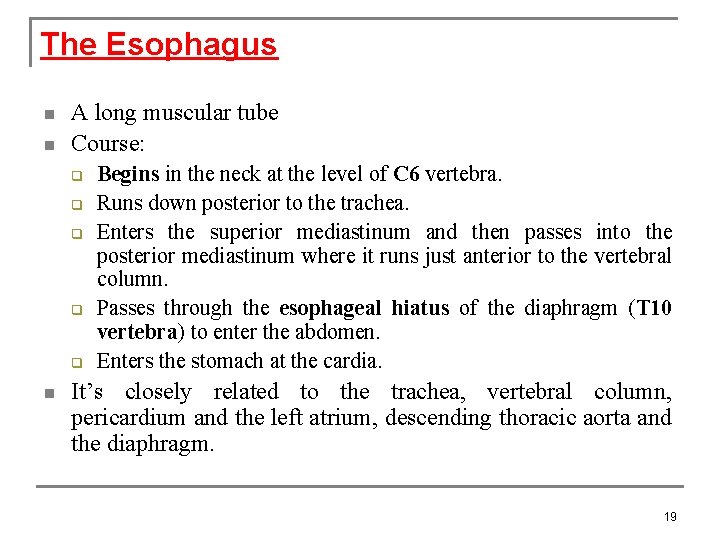 The Esophagus n n A long muscular tube Course: q q q n Begins