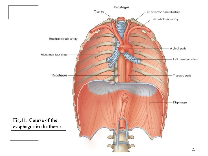 Fig. 11: Course of the esophagus in the thorax. 20 