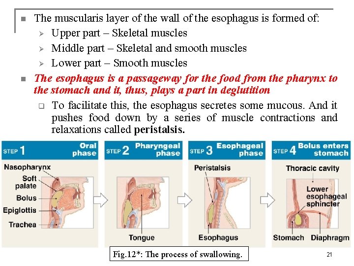 n n The muscularis layer of the wall of the esophagus is formed of: