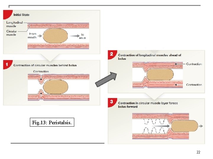 Fig. 13: Peristalsis. 22 