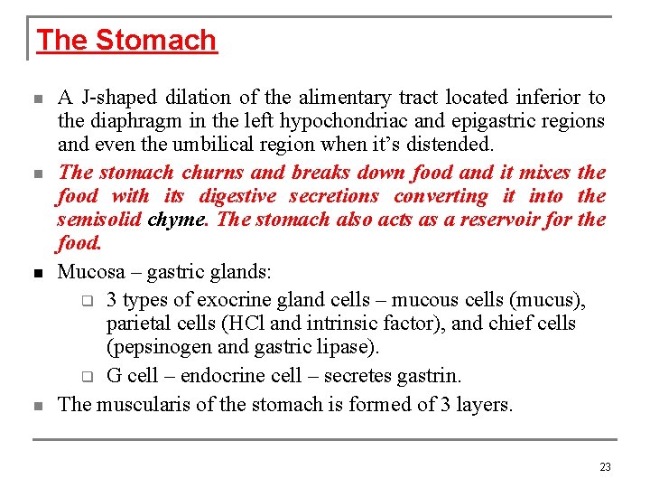 The Stomach n n n A J-shaped dilation of the alimentary tract located inferior
