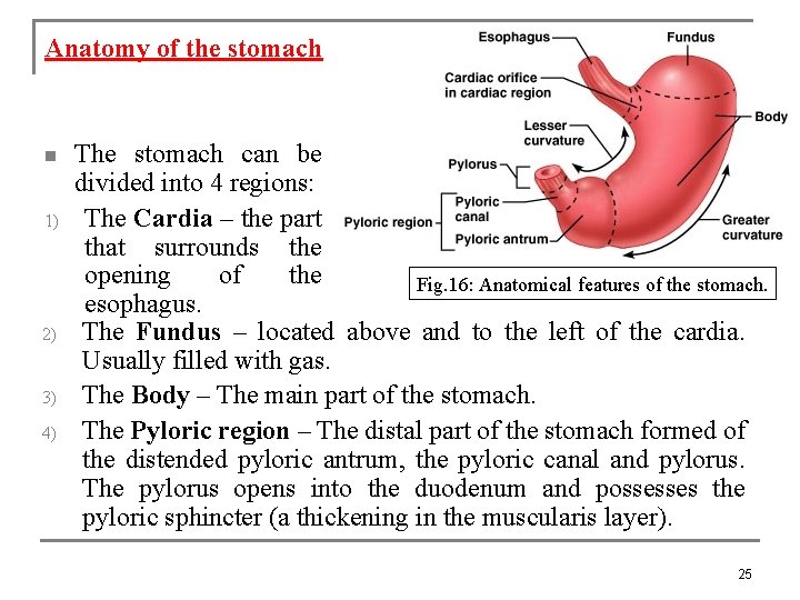 Anatomy of the stomach n 1) 2) 3) 4) The stomach can be divided