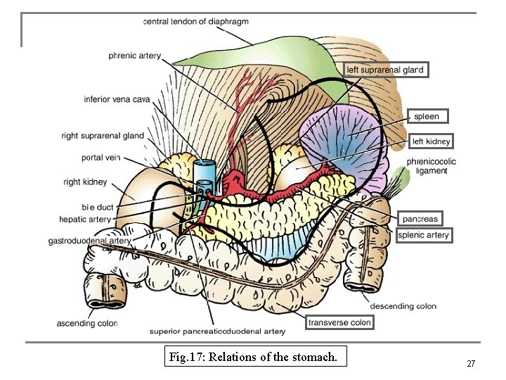 Fig. 17: Relations of the stomach. 27 