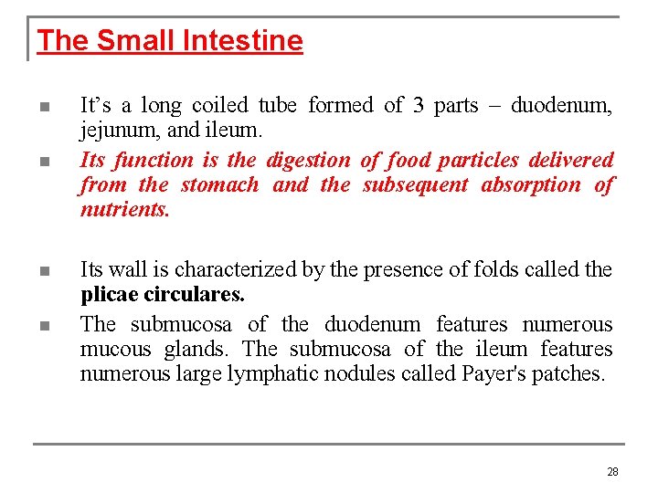 The Small Intestine n n It’s a long coiled tube formed of 3 parts
