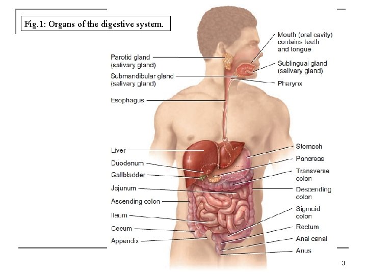 Fig. 1: Organs of the digestive system. 3 