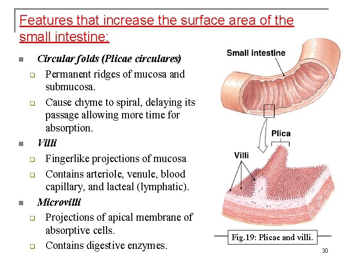 Features that increase the surface area of the small intestine: n n n Circular