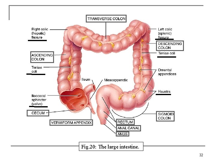 Fig. 20: The large intestine. 32 