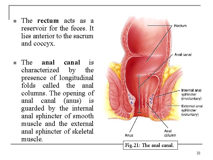 n The rectum acts as a reservoir for the feces. It lies anterior to