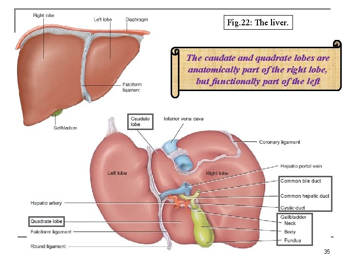 Fig. 22: The liver. The caudate and quadrate lobes are anatomically part of the