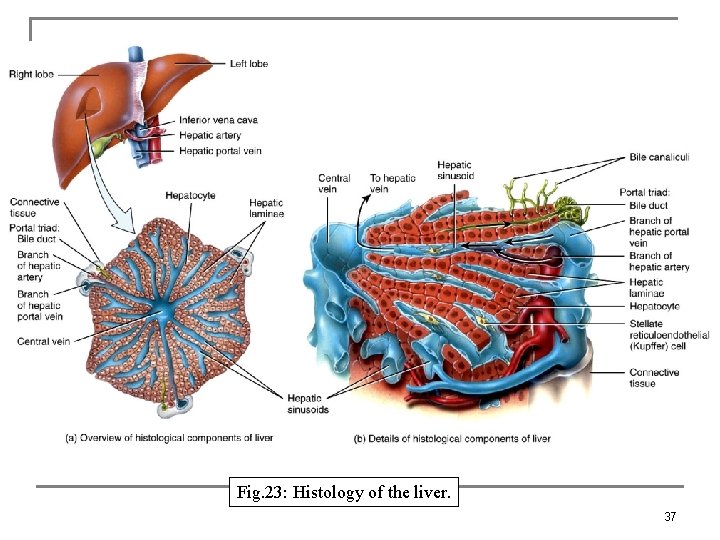 Fig. 23: Histology of the liver. 37 