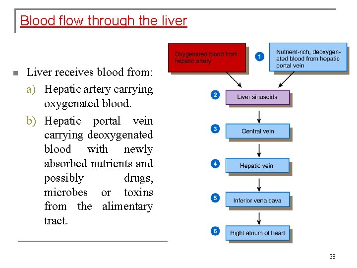 Blood flow through the liver n Liver receives blood from: a) Hepatic artery carrying